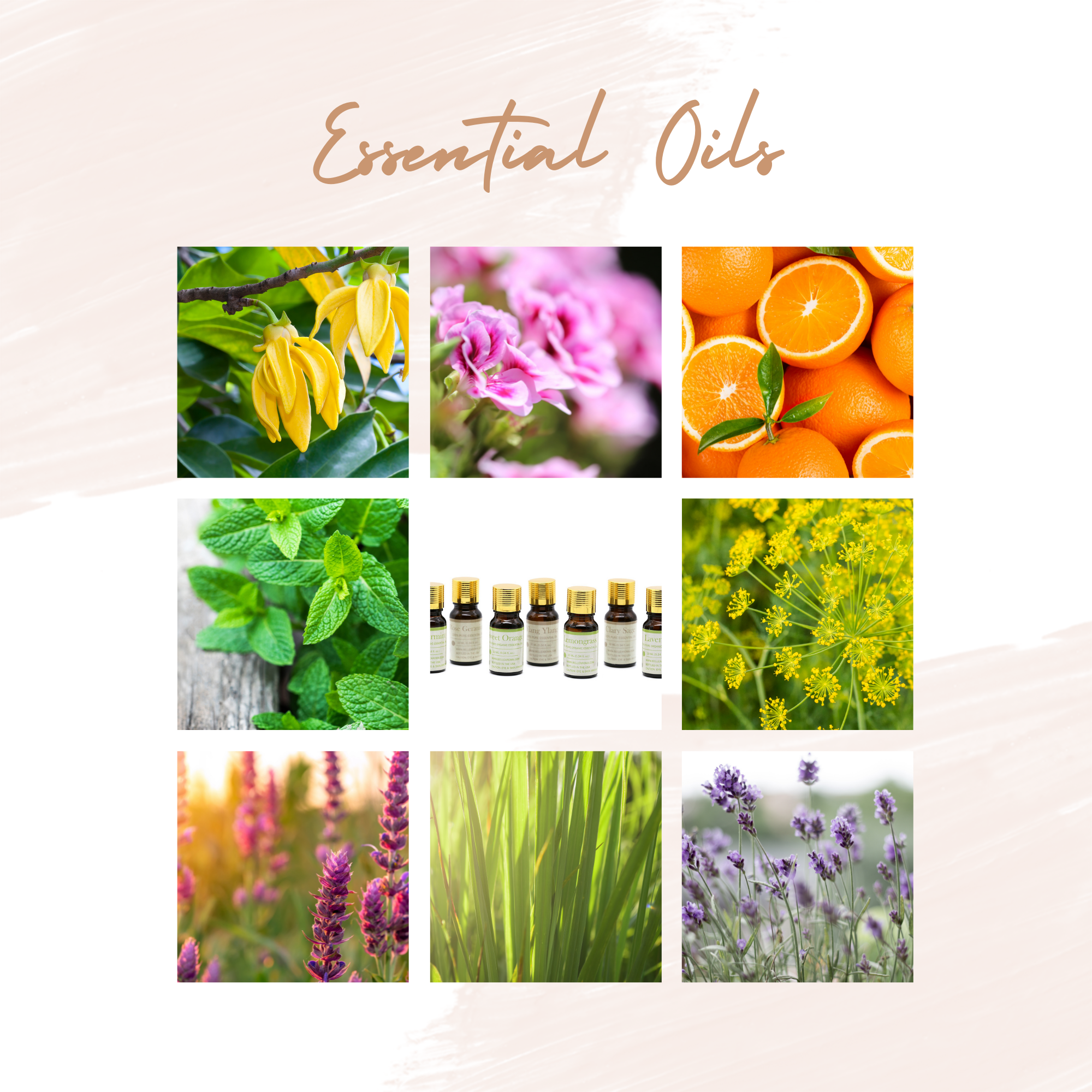 Organic Fennel - Belle Aroma® 10ML Organic Essential Oil  essential oil